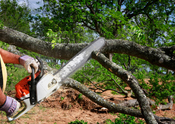 Lawn Watering Services in Warrior, AL